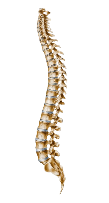 Thoracic surgery